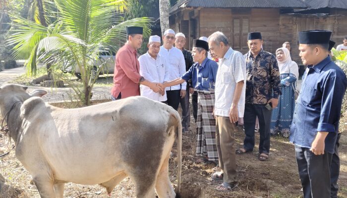 Kemenag Palas Sembelih 21 Sapi Untuk Idul Adha