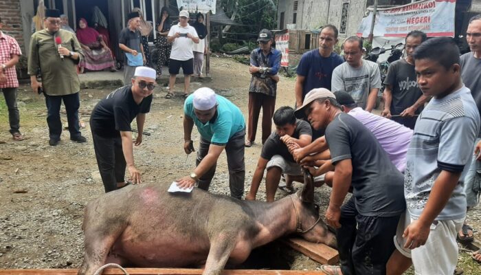 Haji Awaludin Pane, Pengusaha Medan Salurkan Tiga Kerbau Kurban Ke Nias