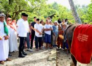 Bupati Madina Serahkan Sapi Kurban Presiden Di Gunung Baringin