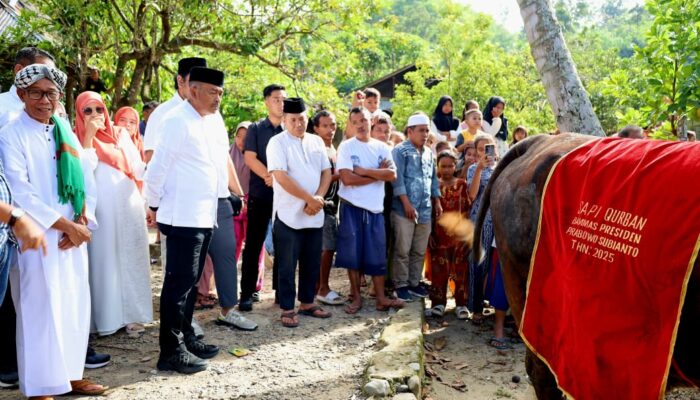 Bupati Madina Serahkan Sapi Kurban Presiden Di Gunung Baringin
