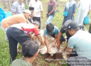 SMK Negeri 2 P.Sidimpuan Catat Sejarah Baru, Kurban 3 Lembu Dan 1 Kambing