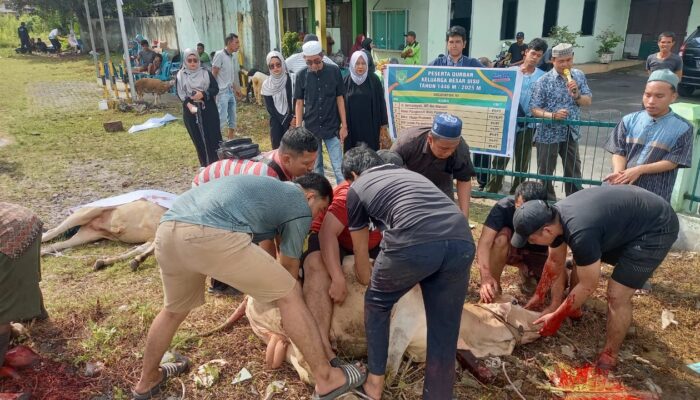 Idul Adha 1446 H, UISU Sembelih 19 Hewan Kurban
