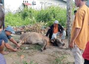 Panti Asuhan Darul Ikhlas Sembelih Kurban