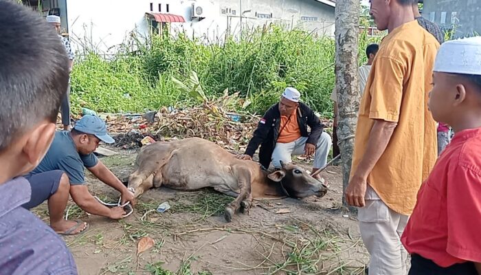 Panti Asuhan Darul Ikhlas Sembelih Kurban