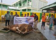 Masjid Raya P. Brandan Sembelih Sapi Presiden
