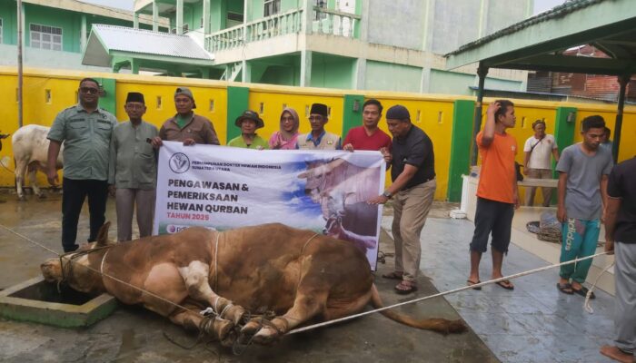 Masjid Raya P. Brandan Sembelih Sapi Presiden