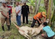 Muhammadiyah Sergai Sembelih 124 Hewan Kurban