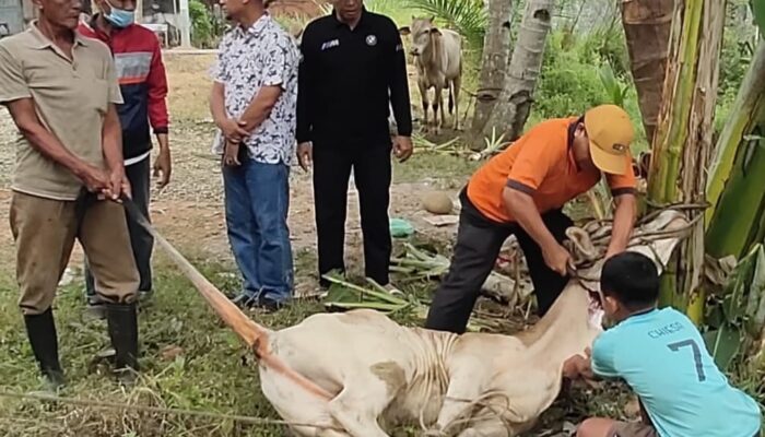 Muhammadiyah Sergai Sembelih 124 Hewan Kurban