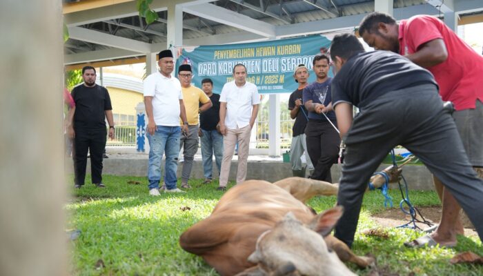 DPRD Deliserdang Hibahkan Tiga Sapi Untuk Staf