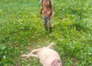 Harimau Teror Aceh Tenggara, Enam Sapi Dan Satu Anjing Jadi Korban
