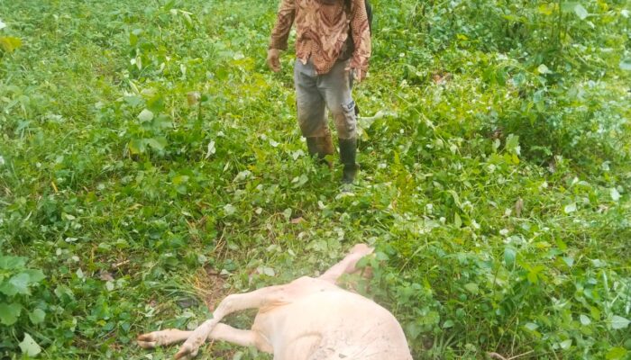 Harimau Teror Aceh Tenggara, Enam Sapi Dan Satu Anjing Jadi Korban