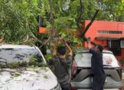 Pohon Tumbang Timpa Kantor Pos Dan Dua Mobil Di Medan, BMKG Beri Peringatan Cuaca Ekstrem