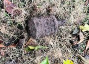 Granat Type 97 Diserahkan Ke Polresta Banda Aceh