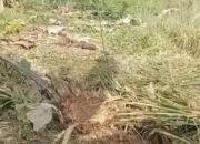 Power Fencing Disambar Petir, Kawanan Gajah Serbu Ladang Warga