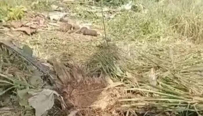 Power Fencing Disambar Petir, Kawanan Gajah Serbu Ladang Warga