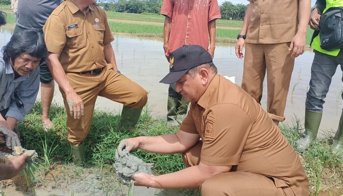 Bupati Aceh Tamiang Tinjau Areal Sawah Terancam Gagal Panen