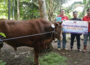 Rayakan Idul Adha 1446 H, PLTU Cilacap dan Mitra Kerja Salurkan 37 Ekor Sapi dan 11 Ekor Kambing kepada Masyarakat