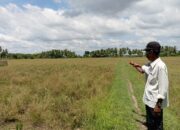 Ratusan Hektare Sawah Di Aceh Utara Terlantar