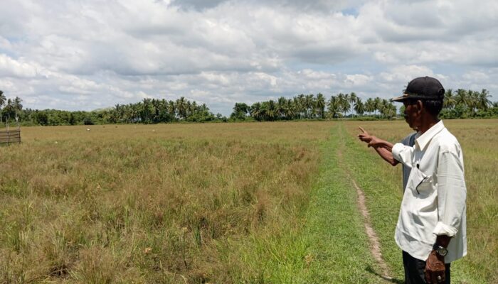 Ratusan Hektare Sawah Di Aceh Utara Terlantar