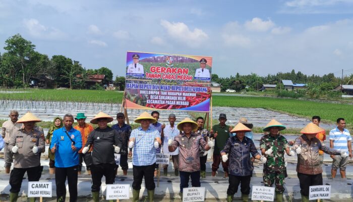 Dukung Aspirasi Petani, Bupati Deliserdang Tanam Cabai Di Pagar Merbau