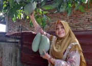 Kisah Miah, Mangga Jumbo Dan Nenek Misterius