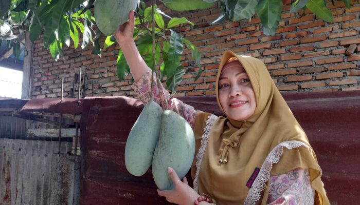Kisah Miah, Mangga Jumbo Dan Nenek Misterius
