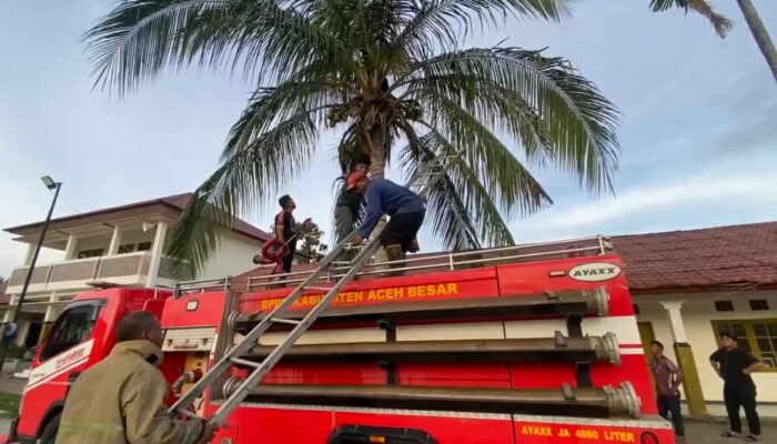 Seorang Pemuda Dievakuasi Dari Pohon Kelapa