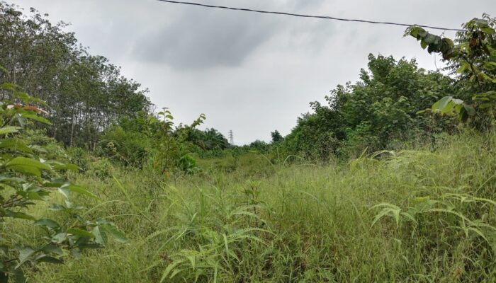 Puluhan Petani Palas Rugi Akibat PSR Bermasalah