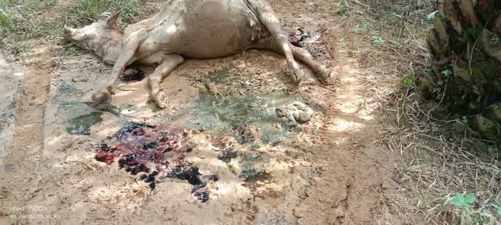 Harimau Kembali Mangsa Sapi Di Sei Lepan, BKSDA Lakukan Penghalauan