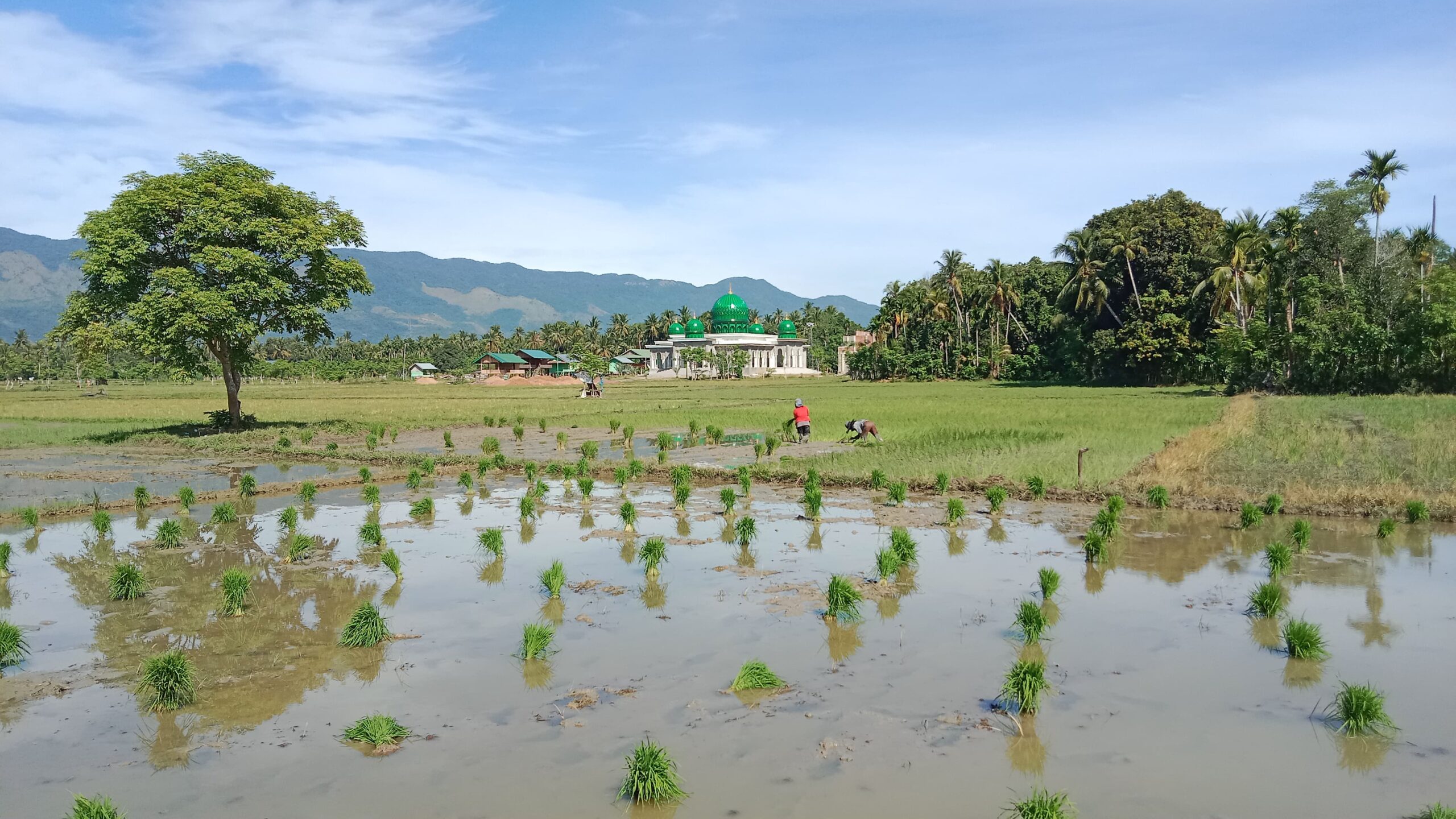 Aceh Besar Targetkan Tanam Padi 37.000 Ha Di 2025, Produksi 7 Ton/Ha