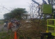 Tindaklanjut Laporan Warga, DLH Aceh Besar Potong Dahan Pohon Retak