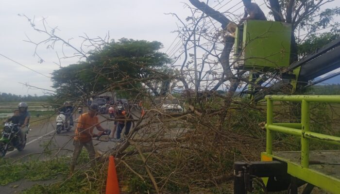 Tindaklanjut Laporan Warga, DLH Aceh Besar Potong Dahan Pohon Retak