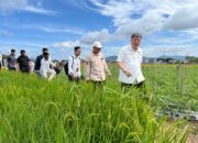 Ini Teknik Sawah Pokok Murah Di Sumbar