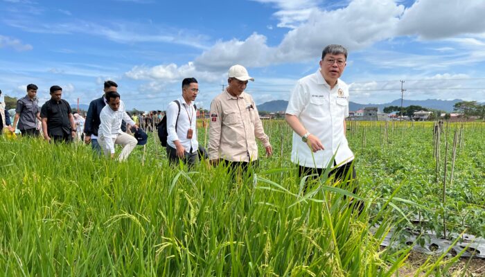Ini Teknik Sawah Pokok Murah Di Sumbar