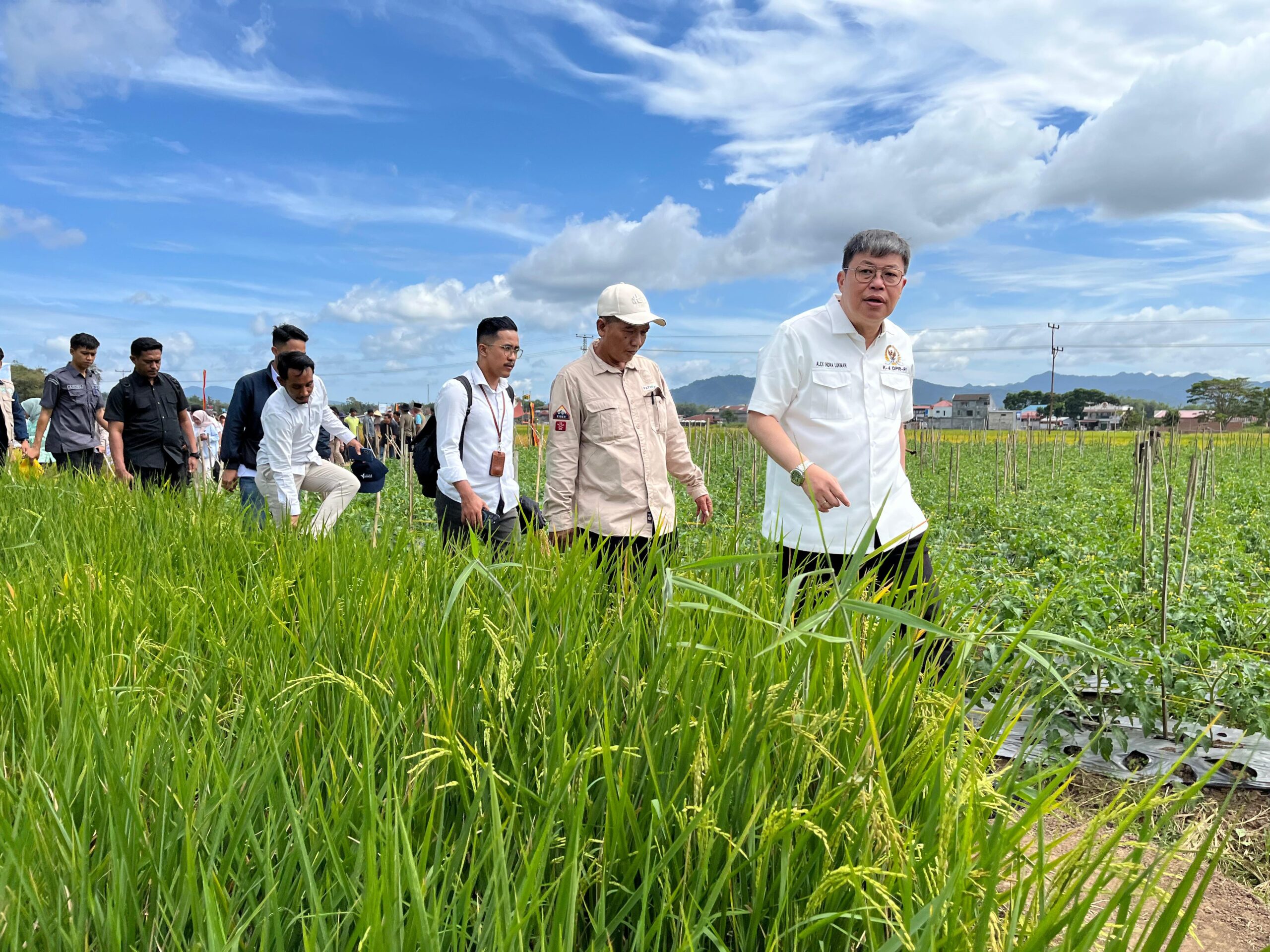 Ini Teknik Sawah Pokok Murah Di Sumbar