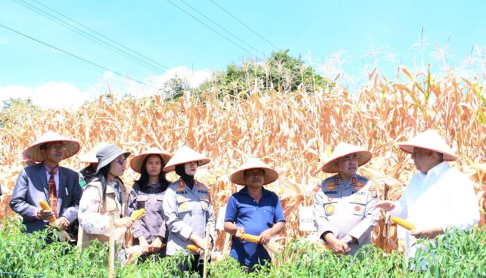 Kapoldasu Bersama Bupati Samosir Panen Jagung