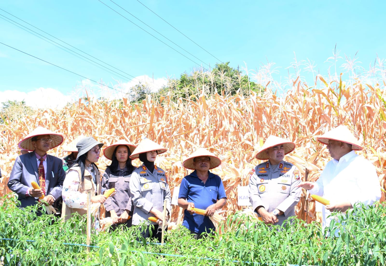 Kapoldasu Bersama Bupati Samosir Panen Jagung