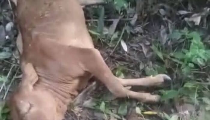 Harimau Kembali Mangsa Lembu Warga Sei. Lepan