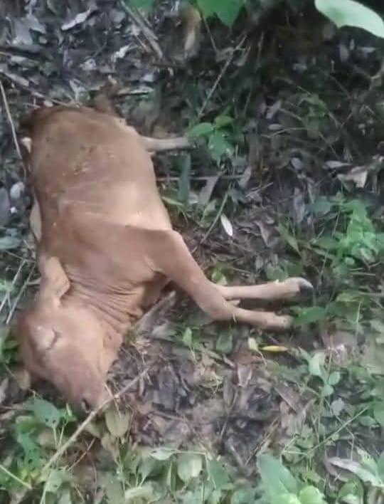 Harimau Kembali Mangsa Lembu Warga Sei. Lepan