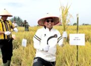 Bupati Simalungun Panen Raya Padi Sawah, Ini Harapannya
