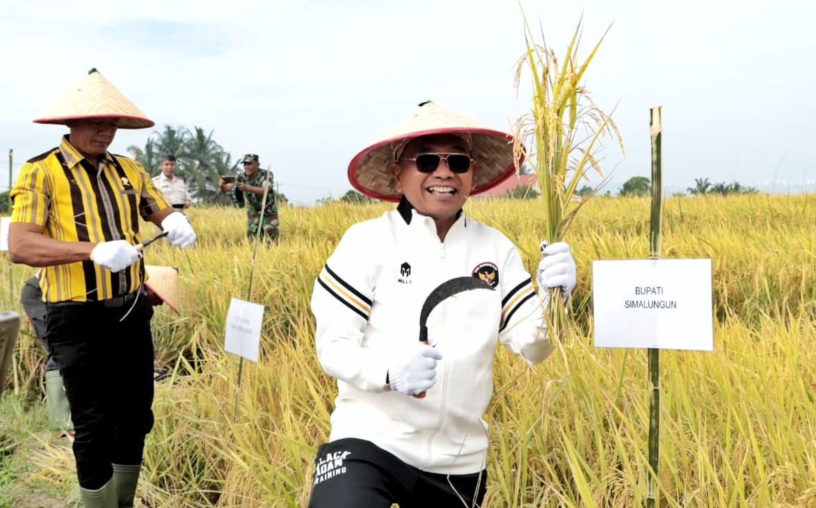 Bupati Simalungun Panen Raya Padi Sawah, Ini Harapannya