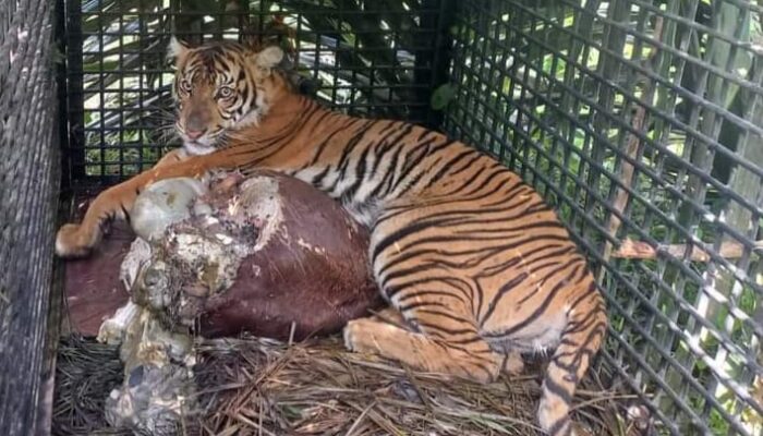 Ternak Warga Terus Bermatian Dimangsa Harimau, Mitigasi BKSDA Dipertanyakan