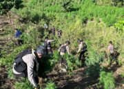 Brimob Aceh Temukan 25 Ha Ladang Ganja, 180 Ton Barang Bukti Diamankan