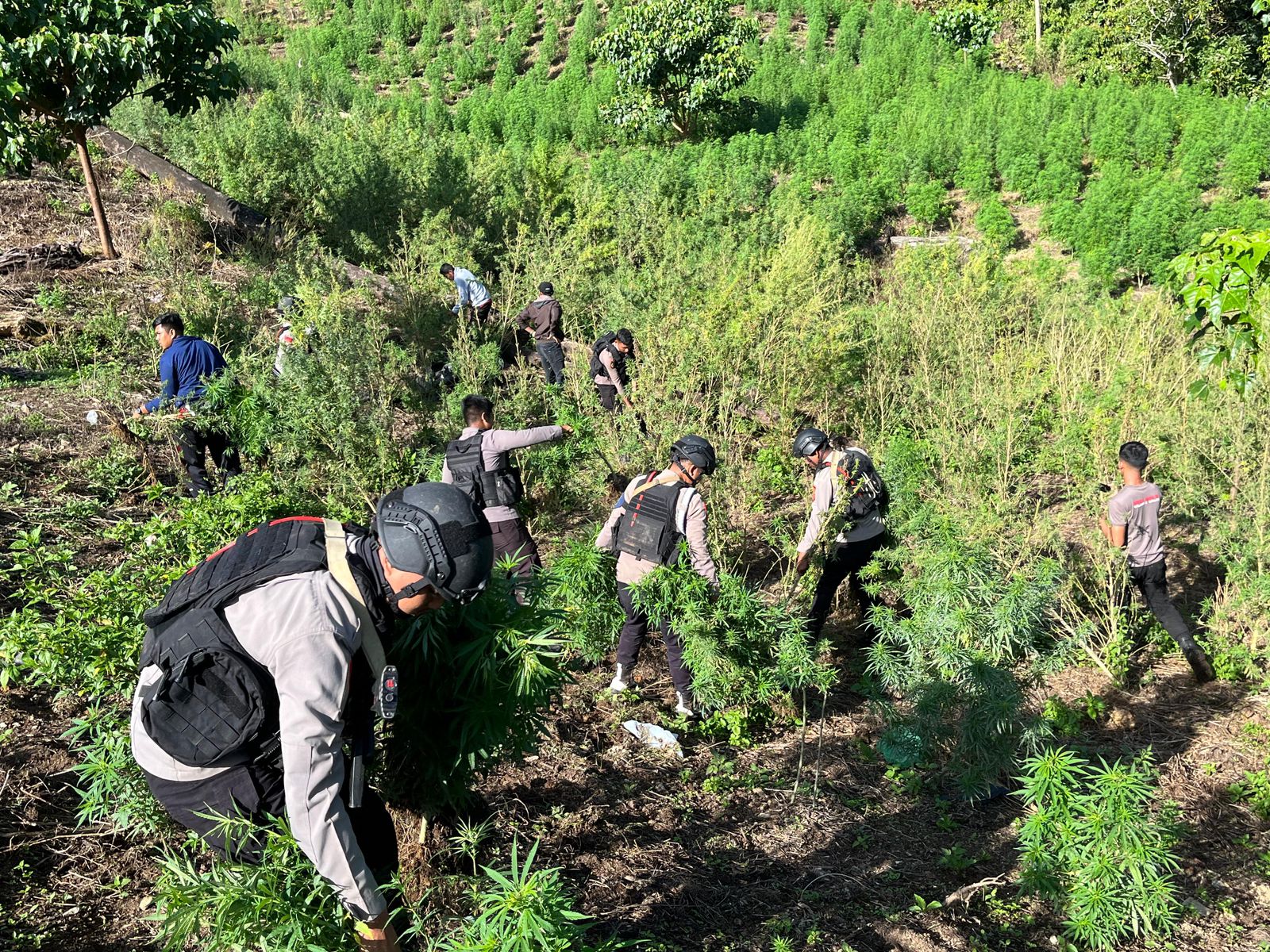 Brimob Aceh Temukan 25 Ha Ladang Ganja, 180 Ton Barang Bukti Diamankan
