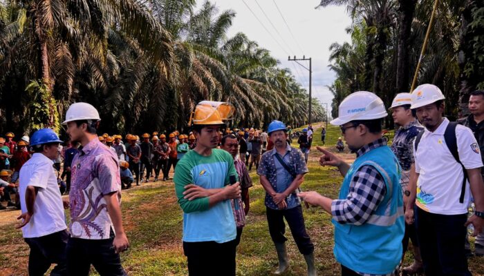 Tingkatkan Keselamatan Kerja, PLN Edukasi Bahaya Listrik Saat Panen Sawit