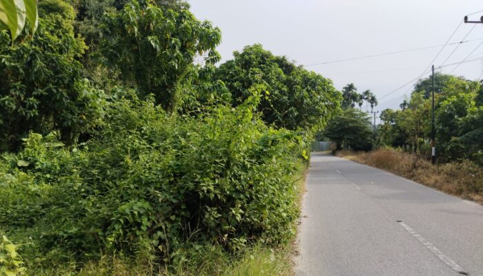 Rumput Liar Ganggu Pandang Pengguna Jalan Di Aceh Tenggara