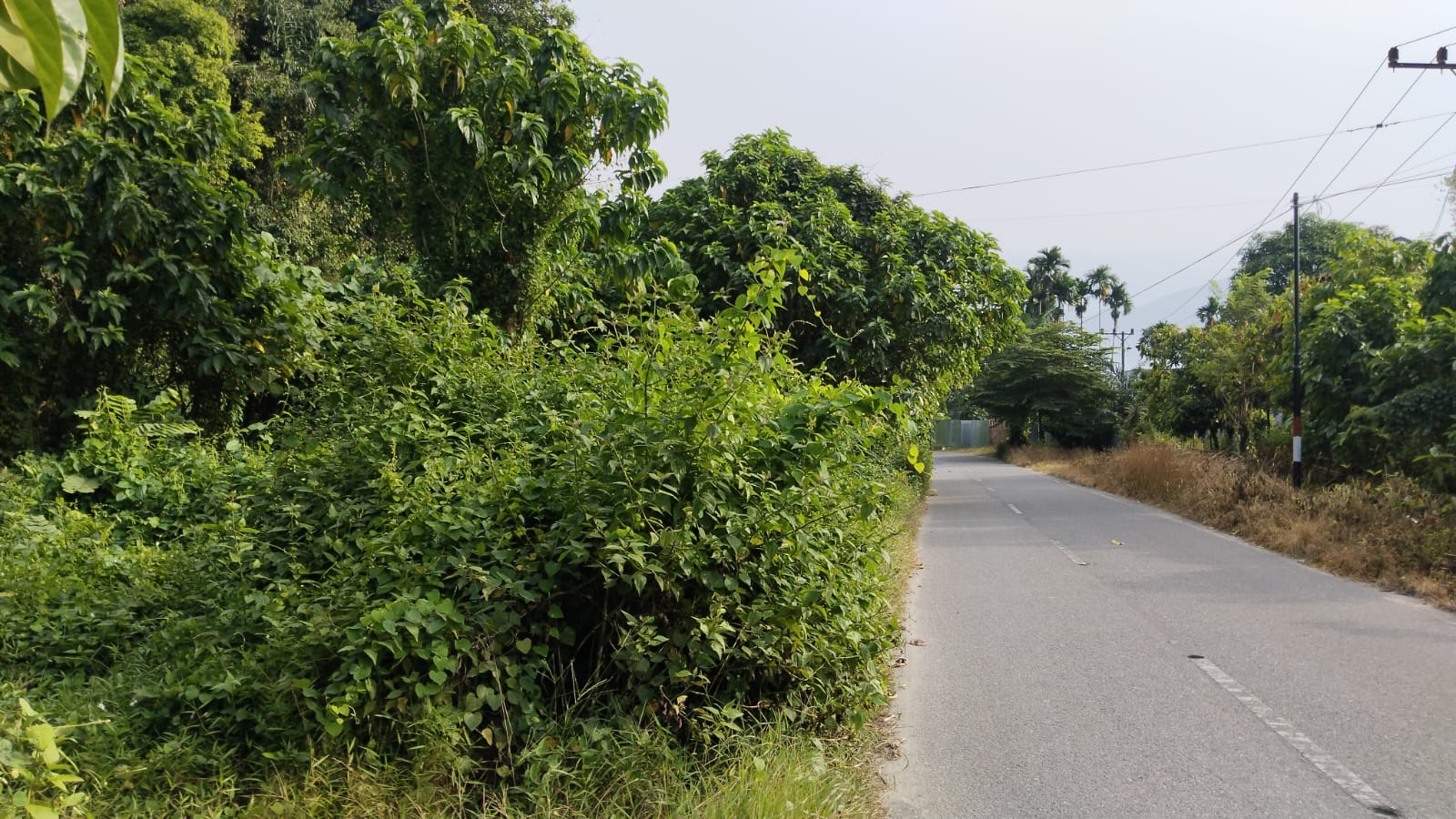 Rumput Liar Ganggu Pandang Pengguna Jalan Di Aceh Tenggara