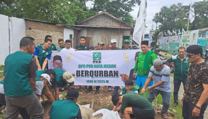 DPC PKB Kota Medan Sembelih Dua Sapi Kurban, Bagikan Daging Untuk Warga Dan Kader