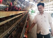 Seng Guan: Petarung dari Kandang Ayam Petelur