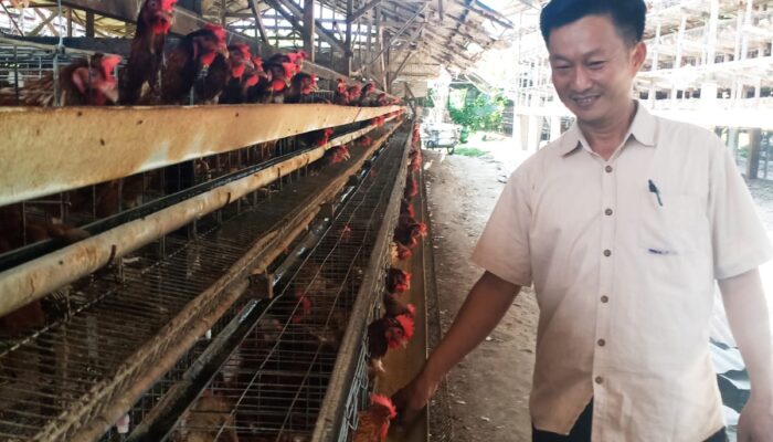 Seng Guan: Petarung dari Kandang Ayam Petelur